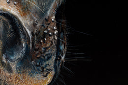 Billy detail 5