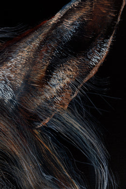 Hey Doc detail 5