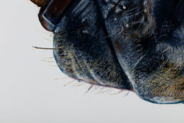 Ed detail 3