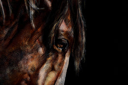 Chilli Rose detail 4
