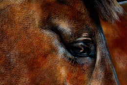 Gibbs detail 3