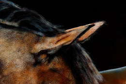 Gibbs detail 2